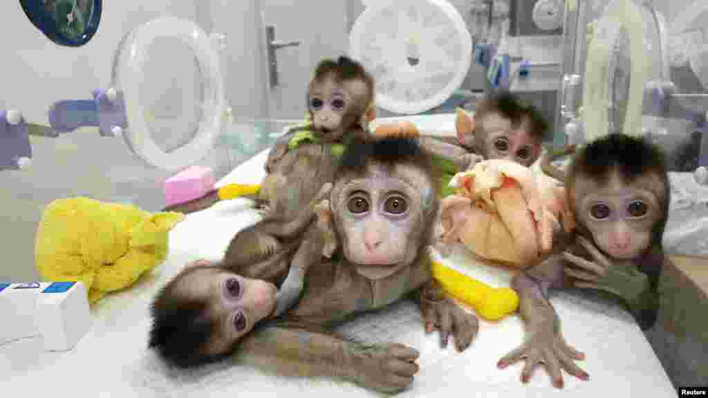 Monkeys cloned from a gene-edited macaque with circadian rhythm disorders are seen at the Chinese Academy of Sciences in Shanghai, China in this handout picture provided by the Institute of Neuroscience of the Chinese Academy of Sciences.