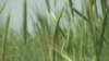 Farmers Control Weeds with Plants Not Pesticides