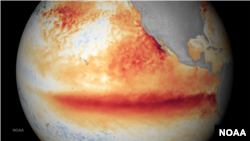 This image shows the satellite sea surface temperature departure for the month of October 2015, where orange-red colors are above normal temperatures and are indicative of El Niño. 