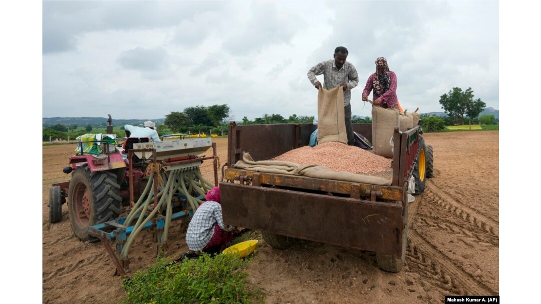 P. Ravinder Reddy, a farmer, unloads on a tractor before sowing the seeds in Rayanpet village, India, Wednesday, Sept. 25, 2024. (AP Photo/Mahesh Kumar A.)
