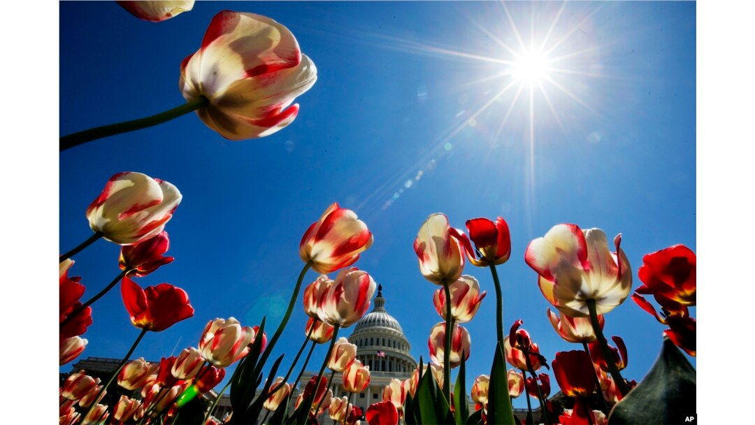 FILE - Tulips, already beginning to peak, frame the U.S. Capitol in Washington, Sunday April 27, 2014. (AP Photo/Jacquelyn Martin)