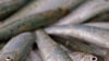 A catch of sardines at the Hout Bay Harbour near Cape Town, South Africa (file photo).