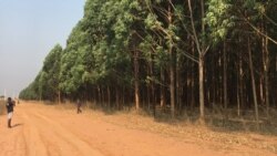 Activistas questionam regime excepcional para abate e exploração da floresta na Guiné-Bissau - 3:00