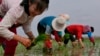 资料照片：2019年5月，朝鲜农民在田里插秧。