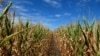 Drought takes its toll on Nebraska cornfields like these, near Sutton, August 2012. (S. Baragona / VOA)