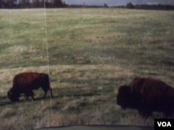 The picture of buffalo in the National Museum of the American Indian