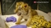 Motherless Tiger Cubs Brought Together at San Diego Zoo