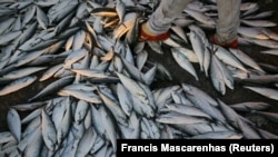 Carapau. Foto de Francis Mascarenhas