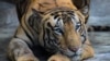Census: Nearly 3,000 Tigers in India