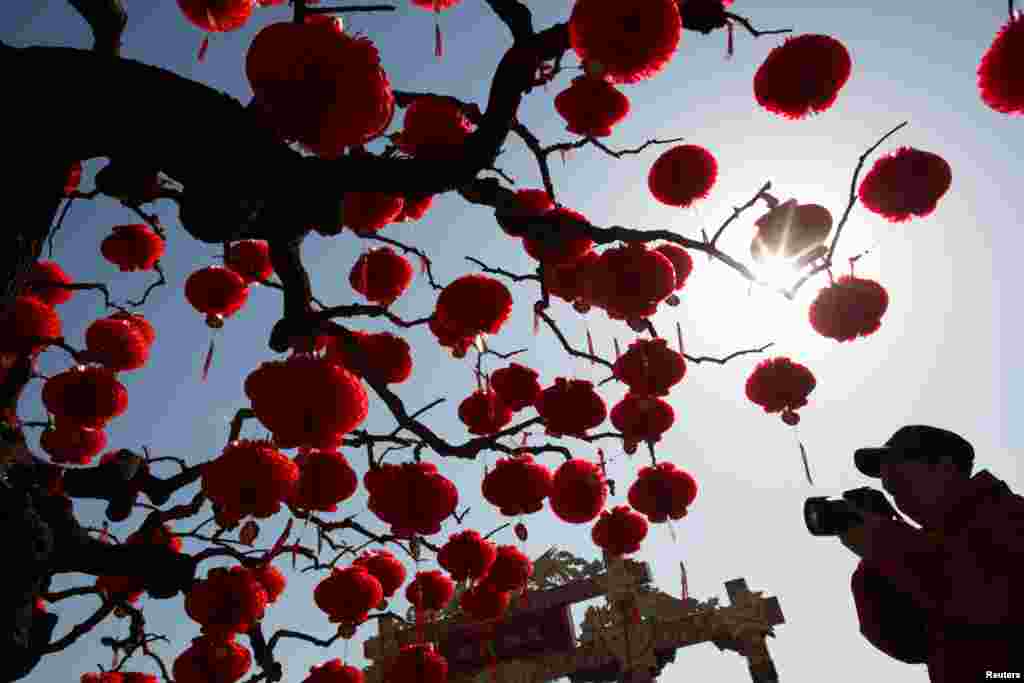 A man takes pictures of a tree decorated with red lanterns ahead of Lunar New Year celebrations in Ditan Park in Beijing, China, Feb. 1, 2019. 