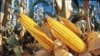 Investimento vai explorar quatro mil hectares de terra