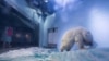 A polar bear is seen in an aquarium at the Grandview mall in Guangzhou, Guangdong province, China, July 27, 2016. 
