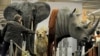 Trump Wildlife Protection Board Stuffed with Trophy Hunters 