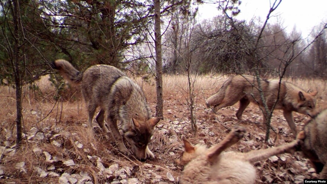A pack of wolves visits a scent station in the Chernobyl Exclusion Zone. The photograph was taken by one of the remote camera stations and was triggered by the wolves' movement.(National Geographic)