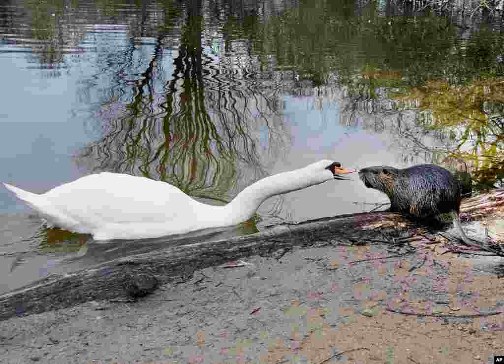A swan and a nutria have an argument at a small lake near the airport of Frankfurt, Germany.