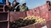 A farm hand stands by the harvested potato crop at King's Hill Farm. The potato yield is about one-fifth of the expected yield, July 30, 2012.