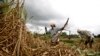 Indian sugar cane farmers performed worse on cognitive tests when they were poorer, right before the harvest, than when they were richer, after the harvest. (File photo)