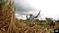Indian sugar cane farmers performed worse on cognitive tests when they were poorer, right before the harvest, than when they were richer, after the harvest. (File photo)