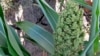 Sorghum is a hardy crop which can grow on drought-scarred ground. (VOA/S. Baragona)