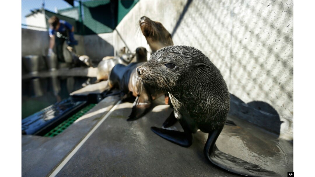 FILE - A Guadalupe fur seal, foreground, passes by as SeaWorld animal rescue team member Heather Ruce feeds a California sea lion at a rescue facility in San Diego, Feb. 26, 2013, when rescue crews were seeing a higher than average amount of stranded sea lions. Marine biologists nicknamed a patch of persistent high temperatures in the Pacific Ocean between 2013 and 2016 “the Blob.” During that period, decreased phytoplankton production led to a “lack of food for many species."