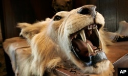 FILE - A lion's head and skin from an East African safari expedition is seen in this photo taken Jan. 23, 2008.