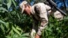 México en camino a legalizar uso recreativo de la marihuana