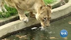 Animals in American Zoos to Get Covid Jab Amid Delta Variant Risk