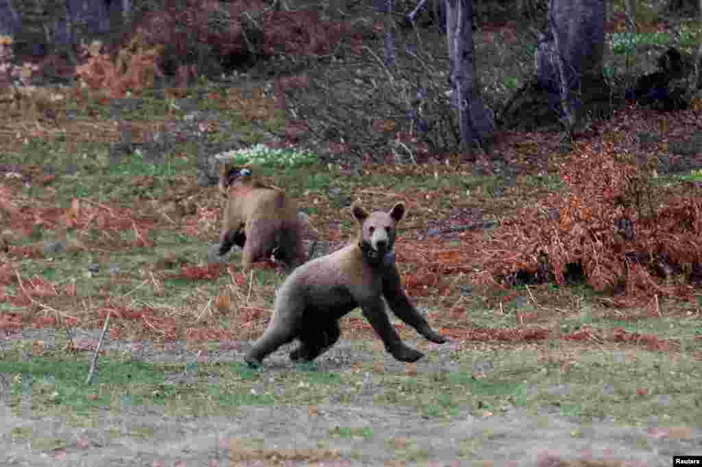 Brown bear cubs Bradley and Cooper are released into the forest from the NGO Arcturos&#39; bear sanctuary in the village of Nymfaio, near Florina, Greece.