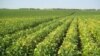 Monsanto's high-omega-3 soybeans