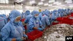 Vietnamese workers devein shrimp at the Khanh Sung Seafood Company in the My Xuyen district in southern Vietnam.
