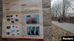FILE - A poster on African swine fever is seen outside a farm after the outbreak of the disease in Fangshan district of Beijing, China, Nov. 23, 2018.