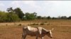 Texas Suffers Worst Drought Year on Record