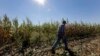 FILE - Larry Hasheider walking along one of his corn fields on his farm in Okawville, Illinois, Oct. 16, 2013.