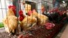 Chickens sit inside cages after a New Taipei City Department of Environmental Protection worker sprayed sterilizing anti-H7N9 virus disinfectant around chicken stalls on April 8, 2013.