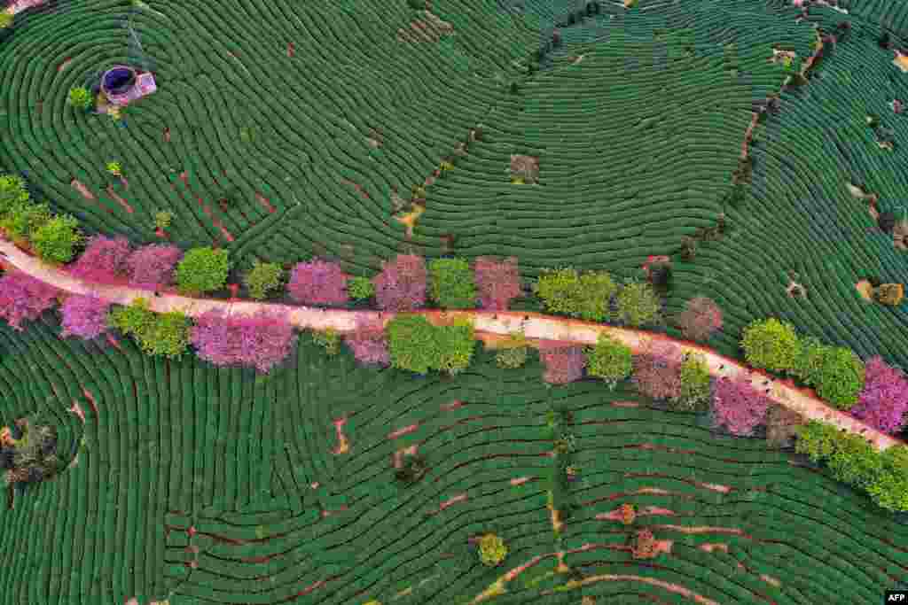 An aerial view of a tea field is seen in Zhangping in China's eastern Fujian province.
