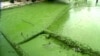Researchers Harness the Power of Algae to Generate Really Green Energy
