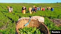 Produção agricola será afectada pelas mudanças climáticas