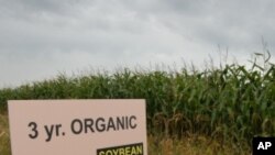 A new study shows organic crops typically yield less than those raised with artificial fertilizers and pesticides.