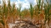 Burnt stalks lie on the ground among rows of corn damaged by drought in a parched field in Louisville, Ill. on Monday, July 16, 2012. 