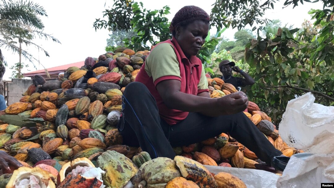 A farmer works on cocoa pods in Ntui village, Cameroon, Dec. 17, 2017. Picture taken December 17, 2017. Some farmers in remote areas in Cameroon are using a mobile application to analyze their soil quality and to help choose crops. 