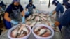 FILE - Workers process fillet from catfish in Ben Tre province, situated in the delta of the Mekong River in Vietnam.