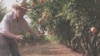 Irrigation pioneer Daniel Hillel checks his orchards near his home in Israel. (Courtesy World Food Prize)