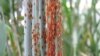 Varying stem rust epidemics on wheat stems (Photo: Evans Lagudah & Zakkie Pretorius)
