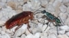 The female emerald cockroach wasp leads her prey by the antenna after stinging it to render it docile. The egg she lays on the roach will hatch, burrow inside, and feed on the roach as the wasp larva develops. (Courtesy Gudrun Herzner)