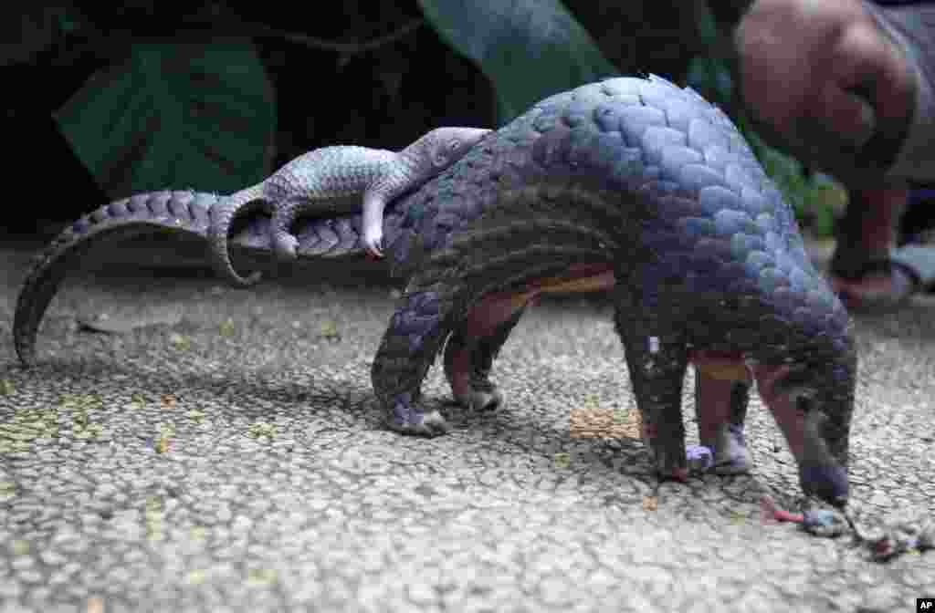 A pangolin carries its baby at a Bali zoo, Indonesia.