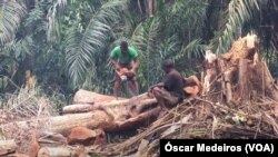 Cada dia 2.500 homens abatem indiscriminadamente centenas de árvores