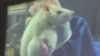 A study published in Food and Chemical Toxicology included disturbing photos of rats researchers say grew giant tumors after eating GMO corn for two years.(Reuters) 
