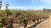 Bushfire Smoke Damages Australian Wine Industry