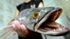 Snakehead fish is known as a voracious predator and a potential danger to the environment in the U.S., FILE July 27, 2002. 