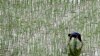 China Struggles to Overcome GMO Stalemate 